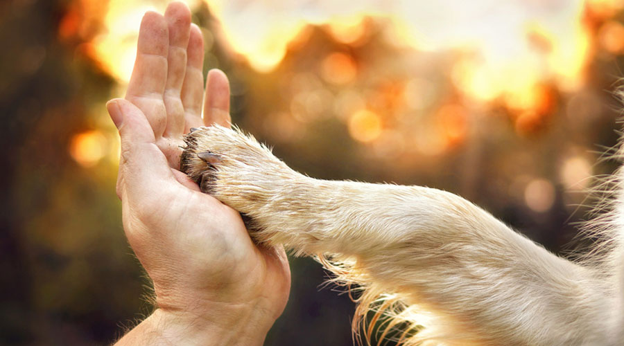 Magnetkraft beim Hund